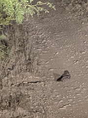 Antrostomus carolinensis