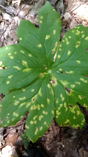 Puccinia podophylli image