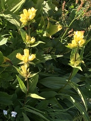 Gentiana