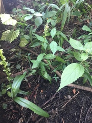 Platanthera flava flava