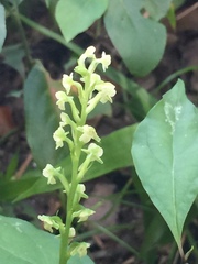 Platanthera flava flava