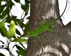 Anolis smallwoodi