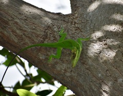 Anolis smallwoodi