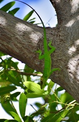 Anolis smallwoodi