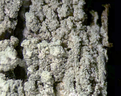 Lecanora appalachensis