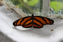 Eresia phillyra phillyra