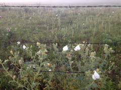 Argemone albiflora texana