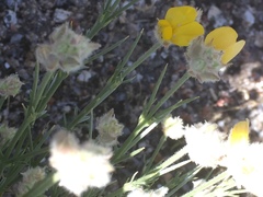 Echinospartum ibericum