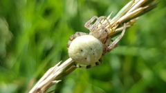 Araneus quadratus