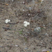 Achillea millefolium nigrescens - Photo (c) scarriere,  זכויות יוצרים חלקיות (CC BY), uploaded by scarriere