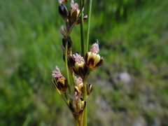Juncus gerardii gerardii