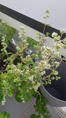 Origanum majorana