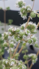 Origanum majorana
