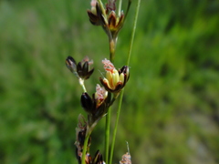 Juncus gerardii gerardii