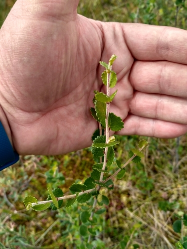 dwarf birch (Betula nana)