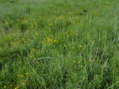 Juncus gerardii gerardii