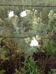 Argemone albiflora texana