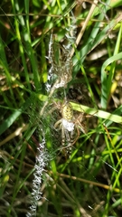 Argiope bruennichi