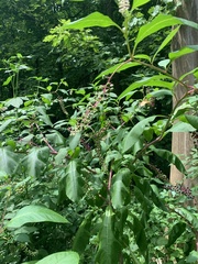 Phytolacca americana