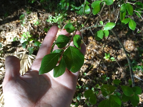 Vaccinium arboreum image