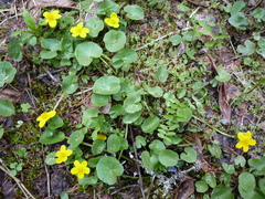 Caltha palustris radicans