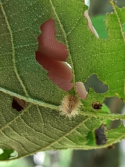 Caryomyia albipilosa