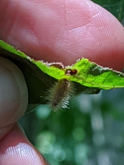 Caryomyia albipilosa