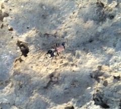 Ronisia marocana