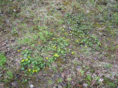 Caltha palustris radicans