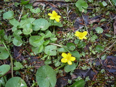 Caltha palustris radicans
