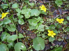 Caltha palustris radicans