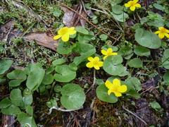 Caltha palustris radicans