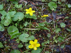 Caltha palustris radicans