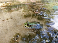 Pelophylax