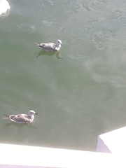 Larus