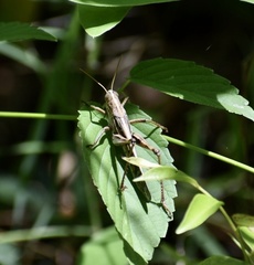 Schistocerca serialis cubense