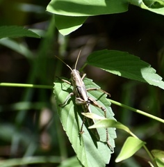Schistocerca serialis cubense