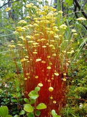 Splachnum luteum