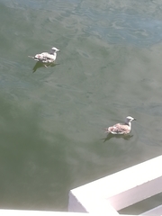 Larus
