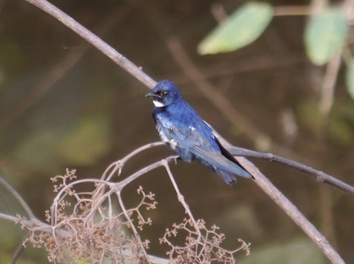 White-bibbed Swallow (Hirundo nigrita), photo 9
