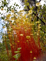 Splachnum luteum