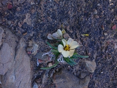 Moraea vuvuzela