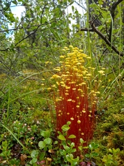Splachnum luteum
