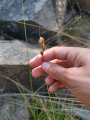 Carex leporina