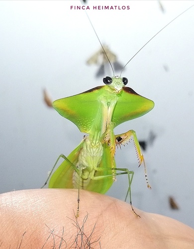 Choeradodis stalii