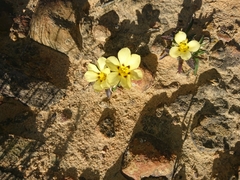Moraea vuvuzela