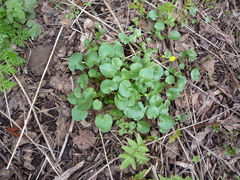 Caltha palustris radicans