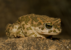 Bufotes viridis