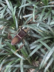 Leptoglossus macrophyllus