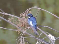 Hirundo nigrita